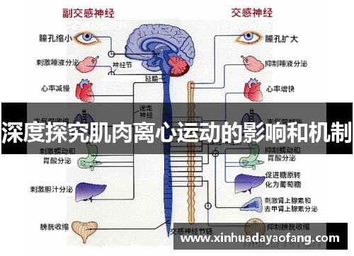 深度探究肌肉离心运动的影响和机制